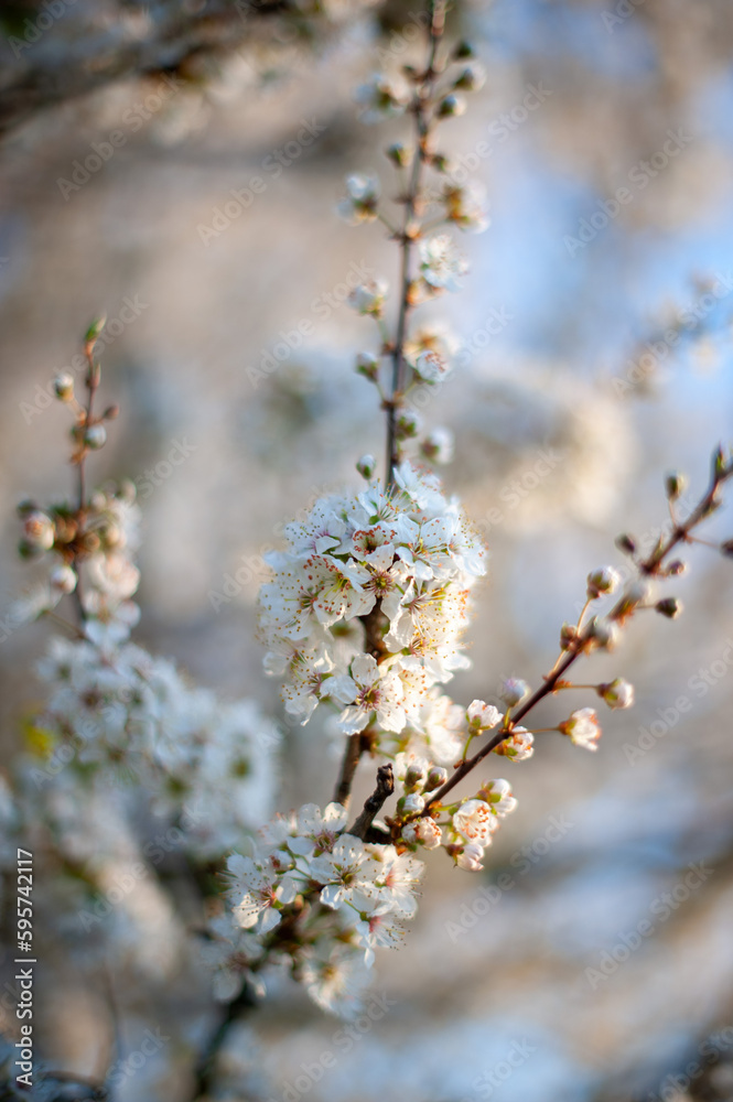 White and pink spring Cherry blossoms with a white and blue natural blurred background. Detailed close up of white flowers blooming. Beautiful and fresh. White and pink spring Cherry blossoms with a white and blue natural blurred background. Detailed close up of white flowers blooming. Beautiful and fresh.