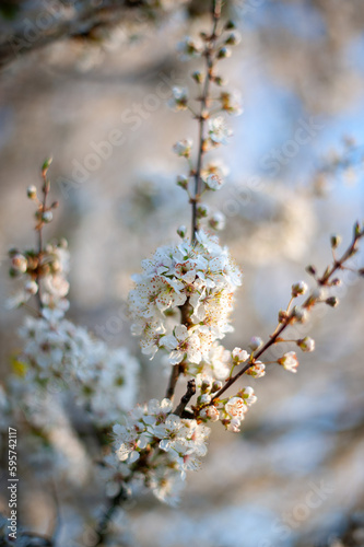 White and pink spring Cherry blossoms with a white and blue natural blurred background. Detailed close up of white flowers blooming. Beautiful and fresh. © vanessa