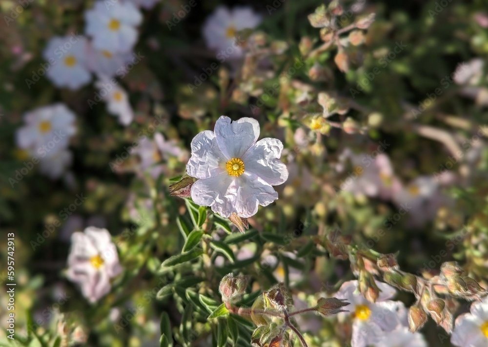 closeup of soft pink montpellier cistus flower in the garden closeup of soft pink montpellier cistus flower in the garden