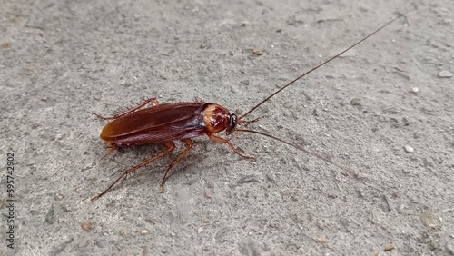 cockroach on the ground © kuncron