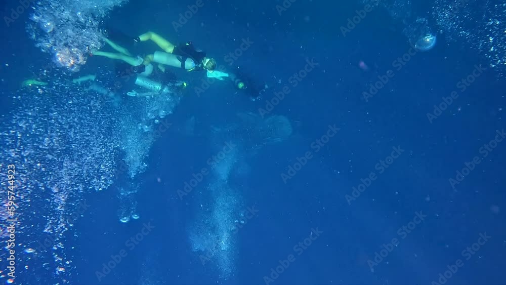 Scuba diving from surface encounter whale shark from above Scuba diving from surface encounter whale shark from above