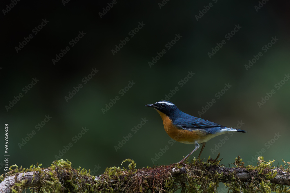 Fototapeta premium Indian Blue Robin From Western Ghats India