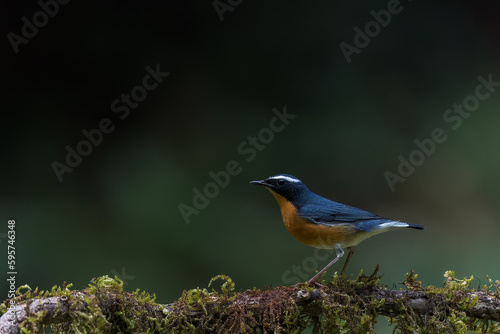 Indian Blue Robin From Western Ghats India © Ganesh Namasivayam