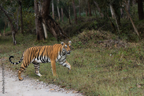 Royal Bengal Tiger From Kabini Karnataka India Crossing the Safari Track
