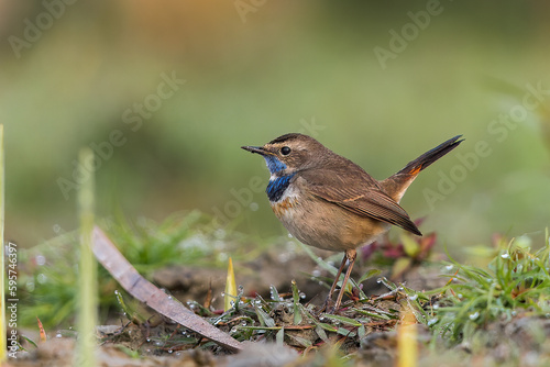 Bluethroat Bird From Gajaldoba India  photo