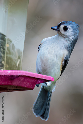 Where did these come from - Tufted Titmouse Coming in for a Landing to Grab a Bite to Eat from the Bird Feeder