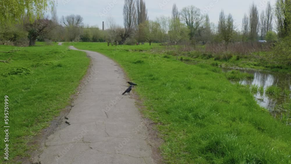 camera movement on the sidewalk black birds crows camera movement on the sidewalk black birds crows