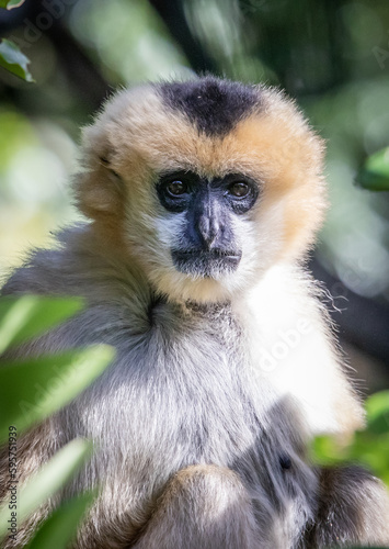 portrait of a macaque