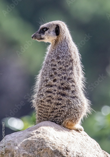 meerkat on guard