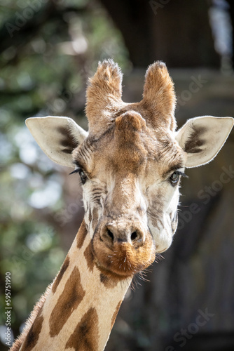 portrait of a giraffe