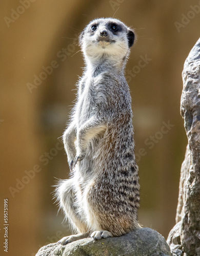 meerkat on guard duty