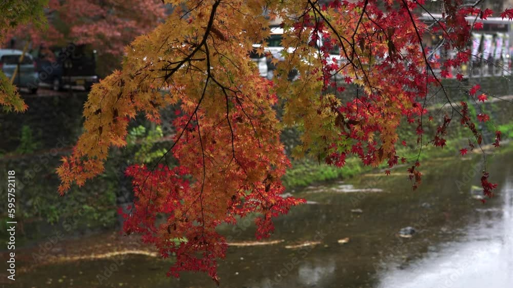 Autumn Leaves on Brown Branches by River in Japan Autumn Leaves on Brown Branches by River in Japan