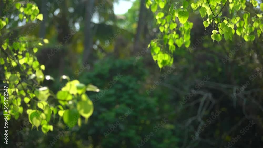 At the beginning of spring, the peepal tree has sprouted leaves.