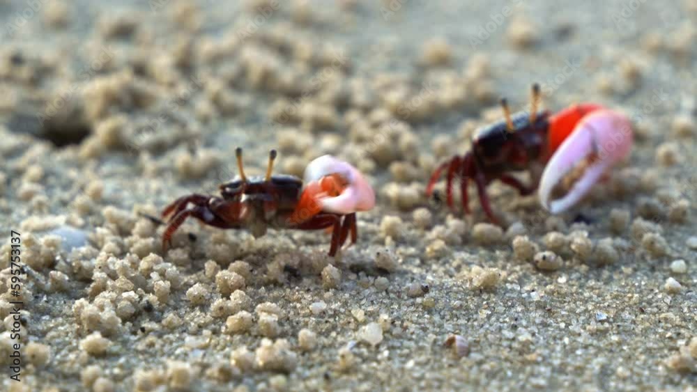 Wild crustacean found in its natural habitat, male fiddler crab foraging and sipping minerals on the sandy beach, rhythmically waving its asymmetric claw, close up shot. Wild crustacean found in its natural habitat, male fiddler crab foraging and sipping minerals on the sandy beach, rhythmically waving its asymmetric claw, close up shot.