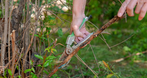 Gardener with secateurs shearing branches. Garden care, hobby.