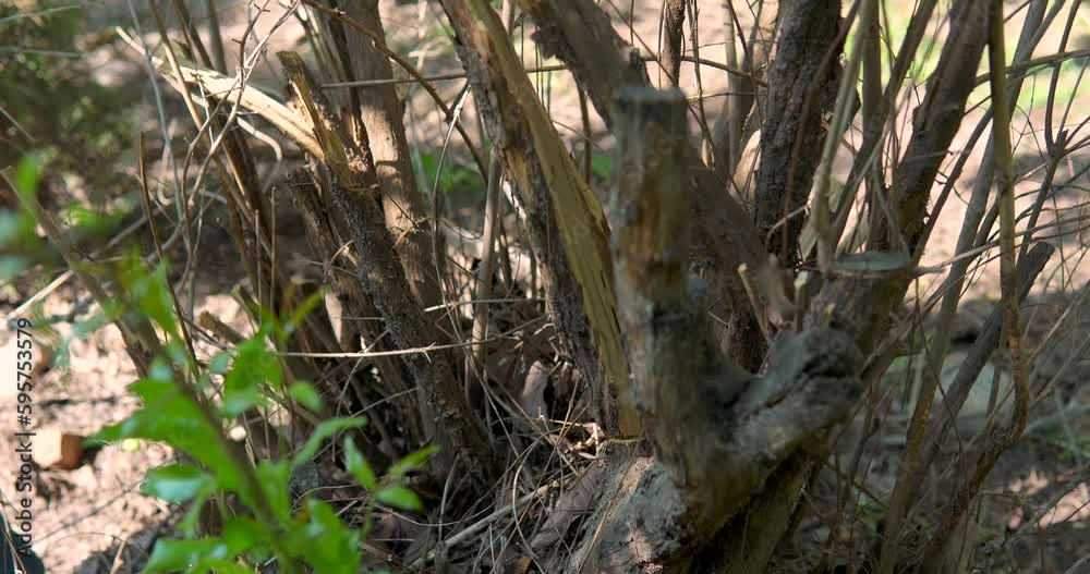 Pruning trees with in the spring. Pruning branches of trees Pruning trees with in the spring. Pruning branches of trees