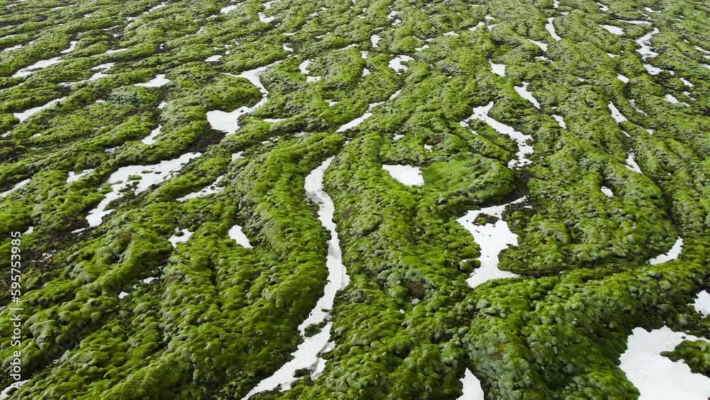 Lava fields covered with green moss in Iceland. Scenic National park area. Fresh green summer volcanic field. Famous travel destination. Unusual abstract landscape aerial view 4k.