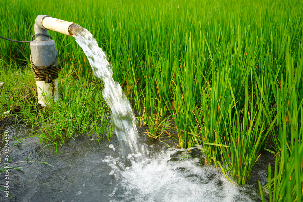 Irrigation of rice fields using pump wells with the technique of