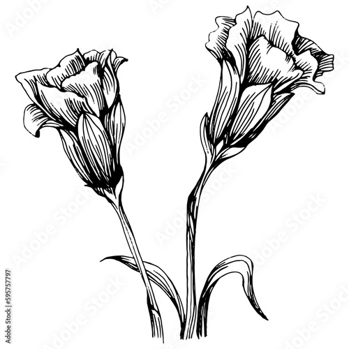 Carnation flower. Floral botanical flower. Isolated illustration element. Vector hand drawing wildflower for background, texture, wrapper pattern, frame or border.