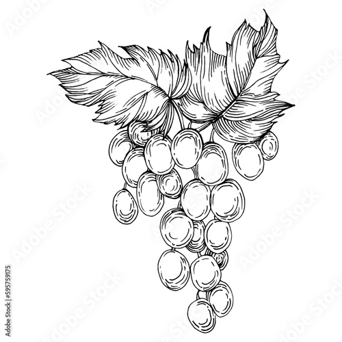 Hand drawn grapes sketch. Wine vine close up outline, leaves, berries.  Black and white clip art isolated on white background. Antique vintage engraving illustration for design wine.