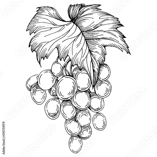 Hand drawn grapes sketch. Wine vine close up outline, leaves, berries.  Black and white clip art isolated on white background. Antique vintage engraving illustration for design wine.
