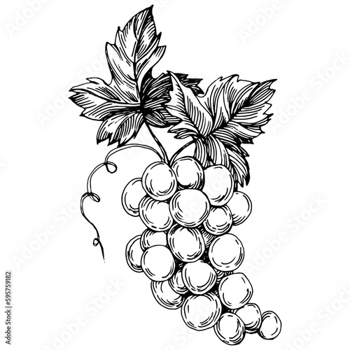 Hand drawn grapes sketch. Wine vine close up outline, leaves, berries. Black and white clip art isolated on white background. Antique vintage engraving illustration for design wine.