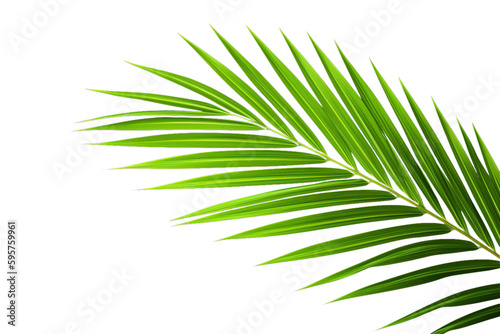 Tropical palm tree leaf isolated 