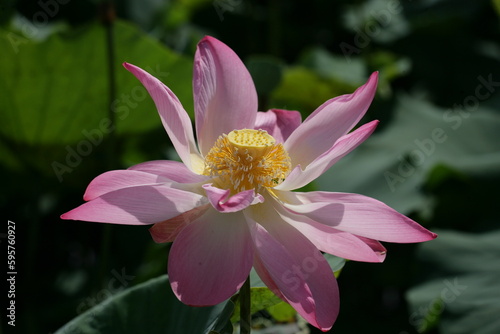 Lotus flower