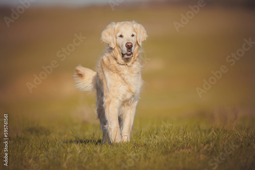 golden retriever dog portrait in spring in the field