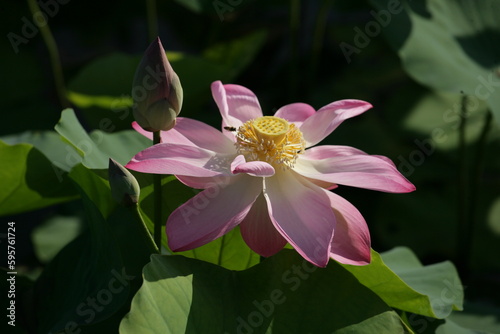 Lotus flower