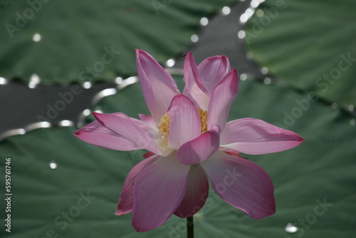 Lotus flower