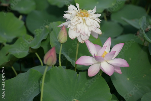 Lotus flower