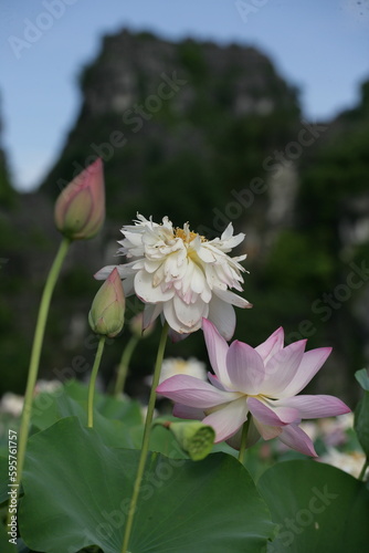 Lotus flower