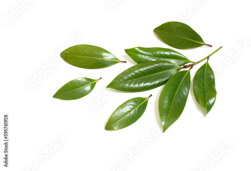 tropical green  leaves isolated on white background