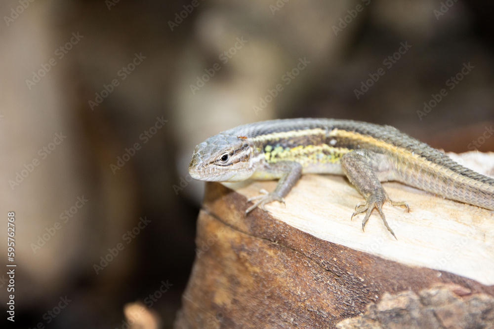 Close-up of a lizard on a stump Close-up of a lizard on a stump