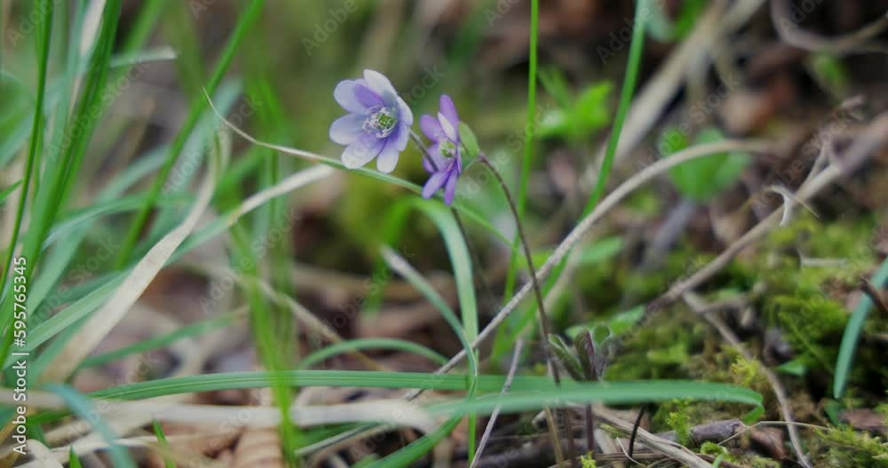 Anemone hepatica (Hepatica nobilis) in bloom Anemone hepatica (Hepatica nobilis) in bloom