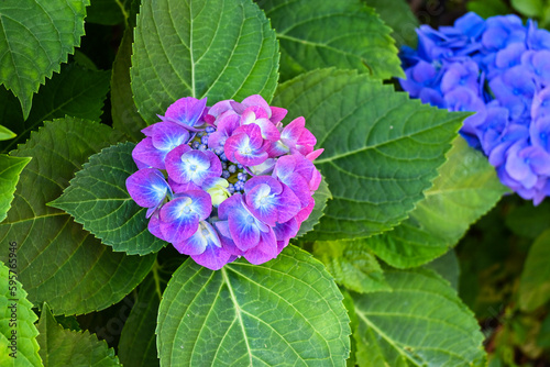 赤紫色と青の紫陽花の花