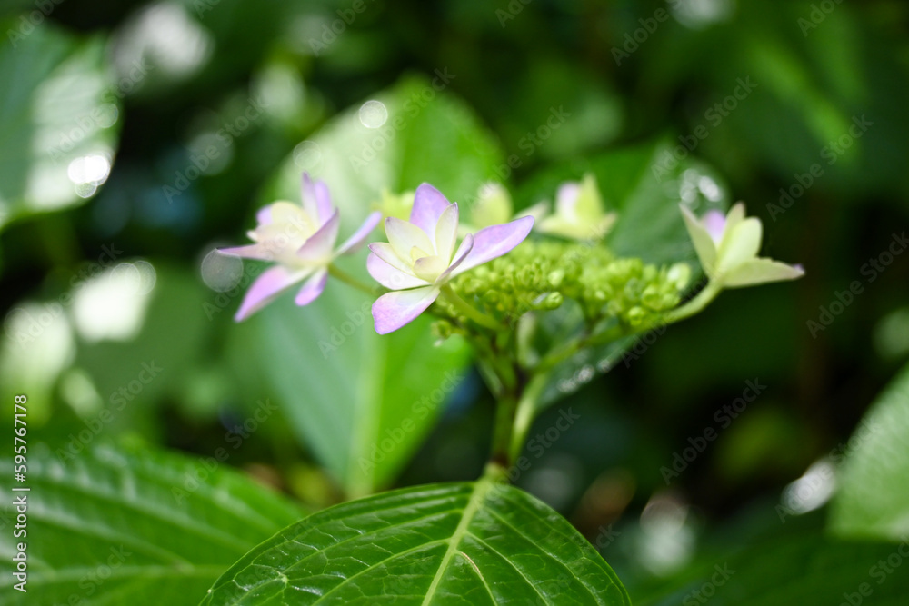 ピンク色の紫陽花の花 ピンク色の紫陽花の花