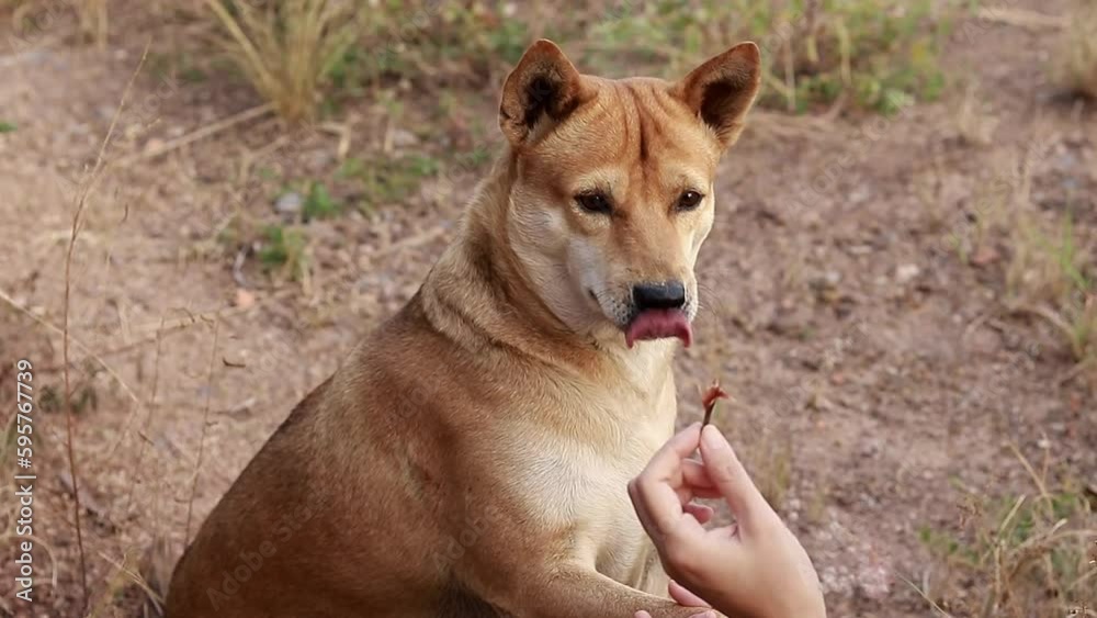 Candid loving moment of a pet dog learning hand shake trick with treats at the meadow Candid loving moment of a pet dog learning hand shake trick with treats at the meadow