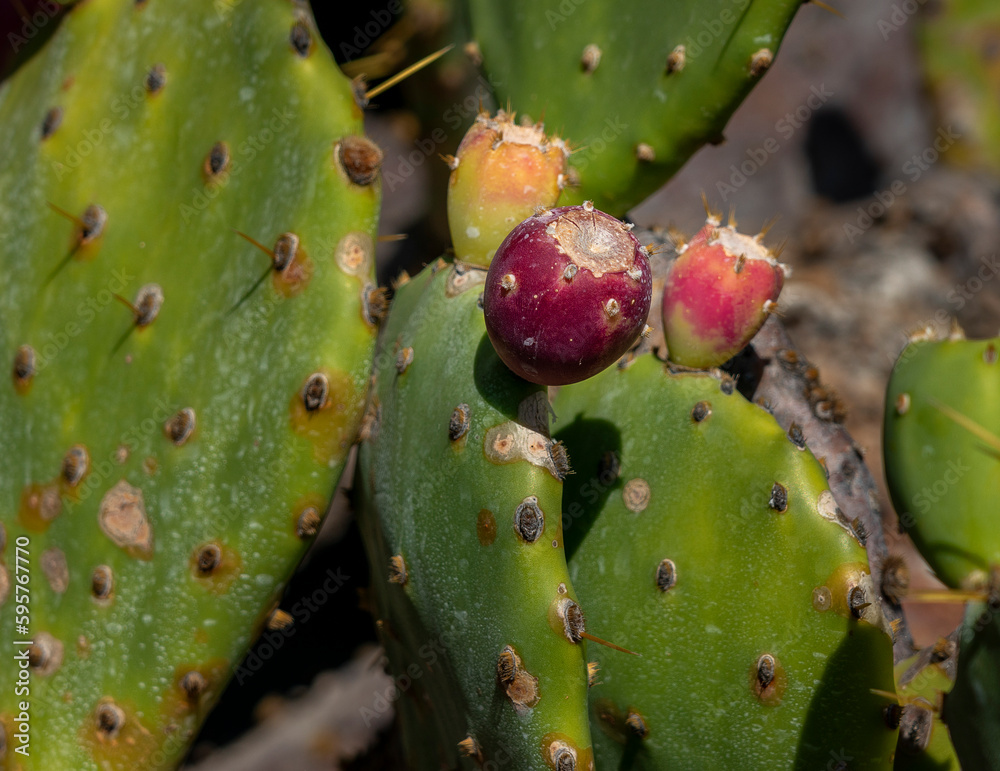 kleine Blüten an Sukkulenten, Jardin de Cactus, Cesar Manrique, Lanzarote, Kanaren, Spanien kleine Blüten an Sukkulenten, Jardin de Cactus, Cesar Manrique, Lanzarote, Kanaren, Spanien