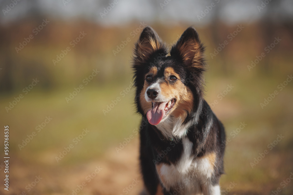 border collie dog portrait in spring in the park
border collie dog portrait in spring in the park