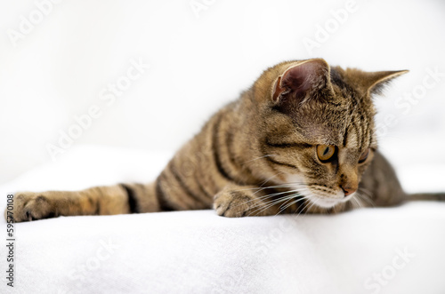 Fototapeta Naklejka Na Ścianę i Meble -  adorable cute tabby cat sleeping on bed blanket home interior.pretty domestic pet close up muzzle mustache free space for text advertising banner.tired sleepy animal with paws outstretched relax rest
