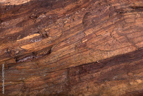 Concept Nature and production of wood products. texture of bark wood use as natural background