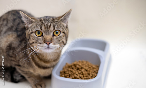 Foto angry cat isolated with dry food in bowl refuse to eat mock up free space for text
