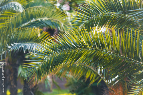Green leaves of a palm tree in tropical nature © schankz