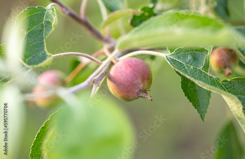 Small apple on a tree branch in nature
