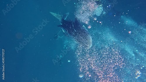 Whale shark swimming reaching to surface of ocean scuba diving encouter sea iconic fish photo