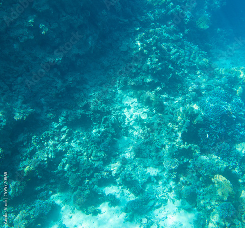 Coral reef at the bottom of the Red Sea.