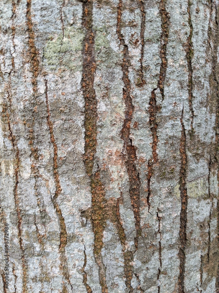 bark of a tree 