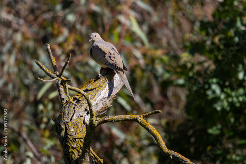 A mourning dove in a park